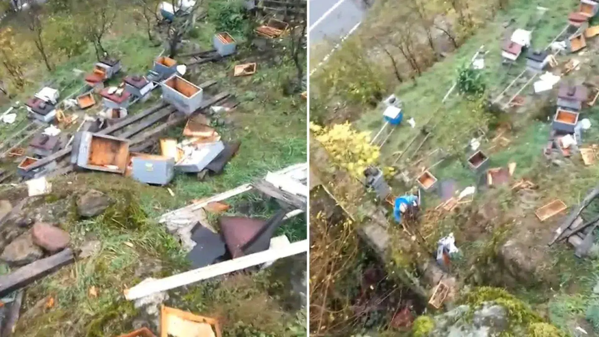 trabzon araklı ayı